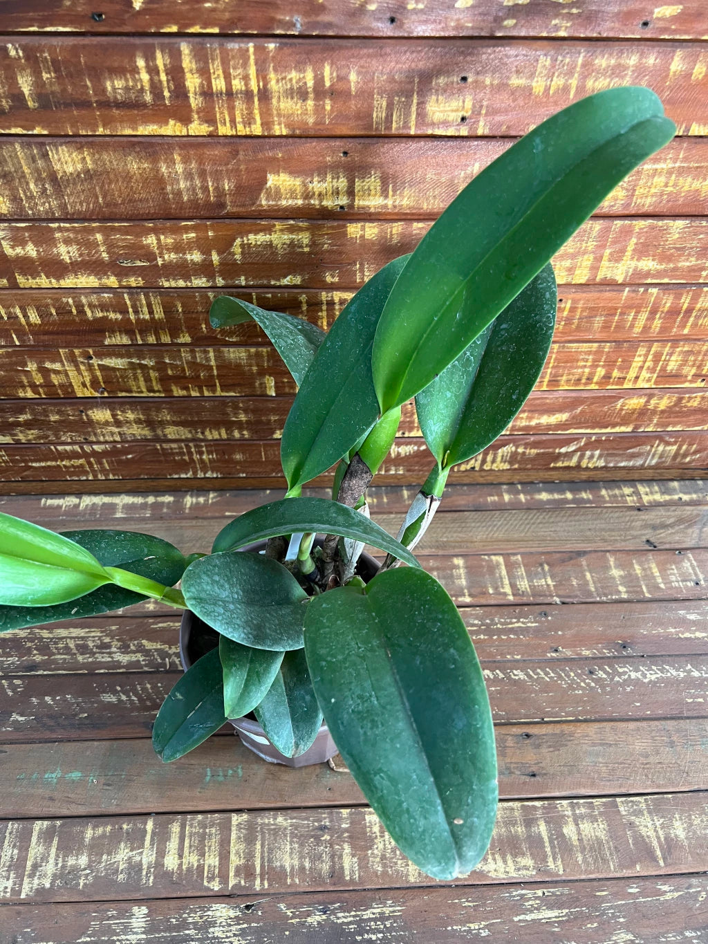 Orquídea Blc. Chia Lin "New City" - Adulta | apta a floração