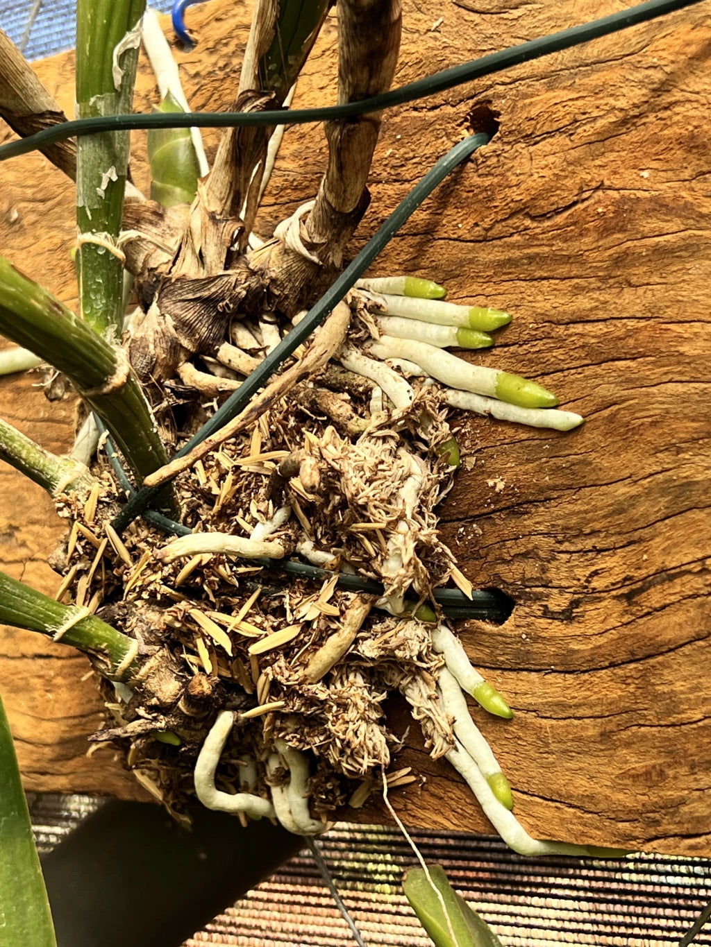 Adubo para Orquídeas e plantas Fortirriza (1 kg) - Todos os Nutrientes que Suas Plantas Precisam!