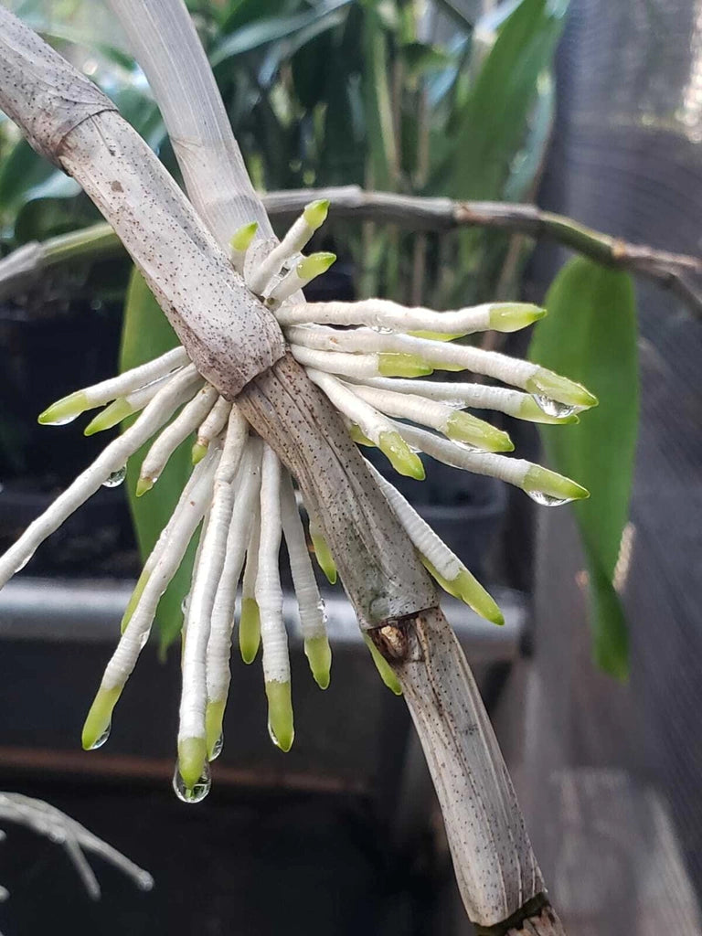 Adubo para Orquídeas e plantas Fortirriza (1 kg) - Todos os Nutrientes que Suas Plantas Precisam!