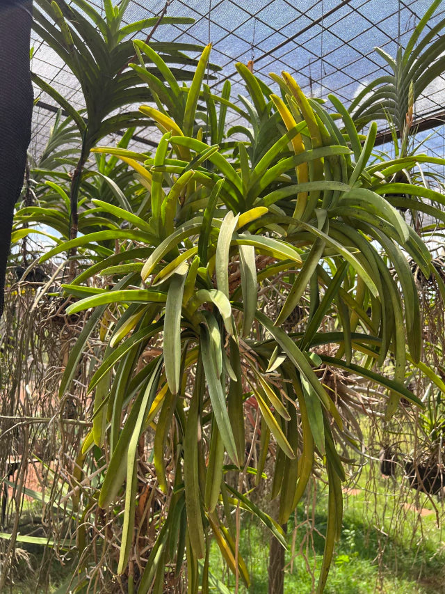 Adubo Orgânico Fortirriza + CÁLCIO 120 g – Raízes Fortes, Vegetal Saudável | Ideal para Orquídeas com Raízes Aéreas