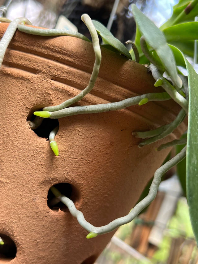 Adubo Orgânico Fortirriza + CÁLCIO 120 g – Raízes Fortes, Vegetal Saudável | Ideal para Orquídeas com Raízes Aéreas