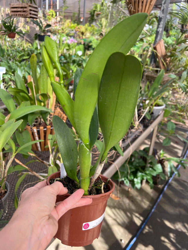 Orquídea Cattleya Gisele Bundchen – com Espata em 28/11/2025, Flor Elegante e Perfumada