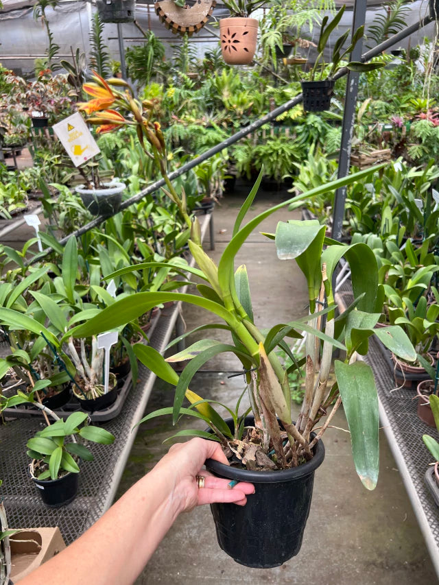 Orquídea Cattleya (Guarianthe) aurantiaca ‘Mishima Sport’ × Epicattleya Volcano Trick – Flor Vibrante | Algumas com Espata em 04/02/2026