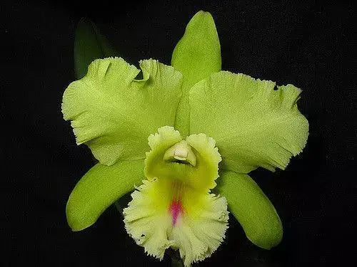 Orquídea Magic Meadow Naoleon × C. guttata – Adulta, Já Deu Flor em 2025 | Flor Pintalgada Perfumada