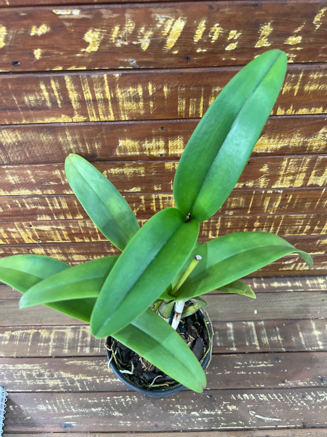 Orquídea Magic Meadow Naoleon × C. guttata – Adulta, Já Deu Flor em 2025 | Flor Pintalgada Perfumada