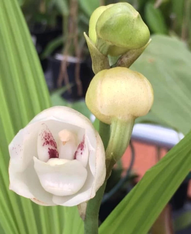 Orquídea Peristeria elata (Orquídea do Espírito Santo) – muda, Flor Branca Perfumada em Formato de Pomba | 1–2 anos para floração