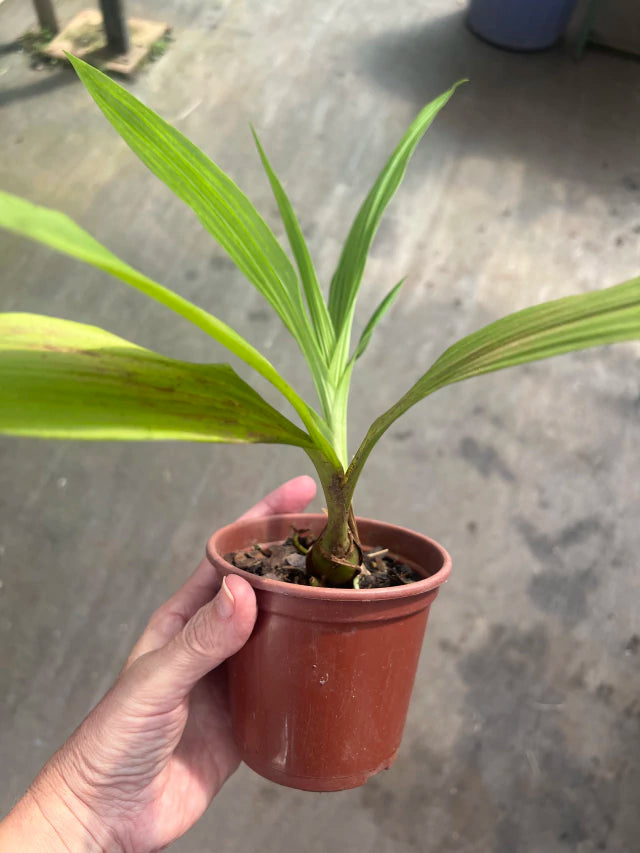 Orquídea Peristeria elata (Orquídea do Espírito Santo) – muda, Flor Branca Perfumada em Formato de Pomba | 1–2 anos para floração