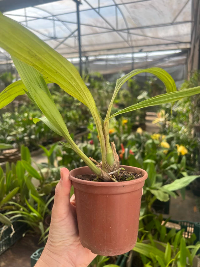 Orquídea Peristeria elata (Orquídea do Espírito Santo) – muda, Flor Branca Perfumada em Formato de Pomba | 1–2 anos para floração