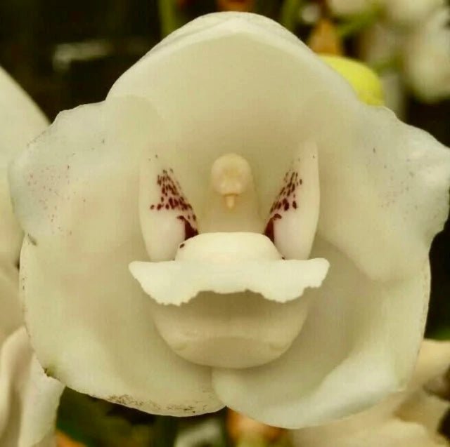 Orquídea Peristeria elata (Orquídea do Espírito Santo) – muda, Flor Branca Perfumada em Formato de Pomba | 1–2 anos para floração