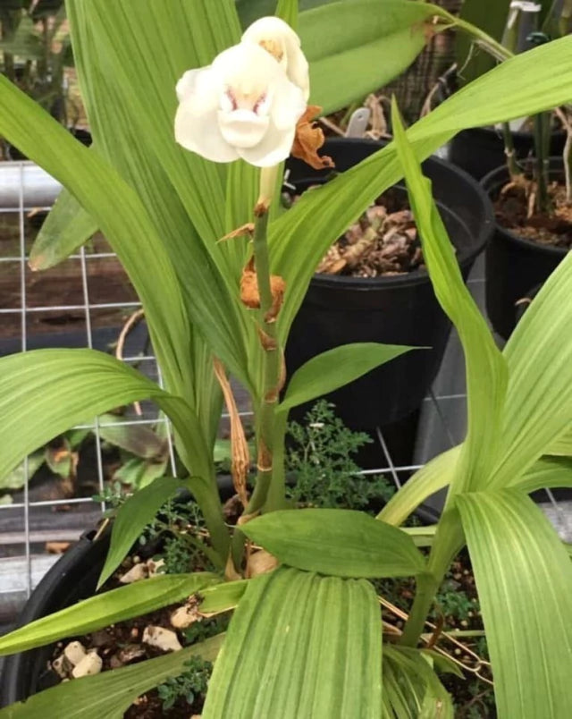 Orquídea Peristeria elata (Orquídea do Espírito Santo) – muda, Flor Branca Perfumada em Formato de Pomba | 1–2 anos para floração