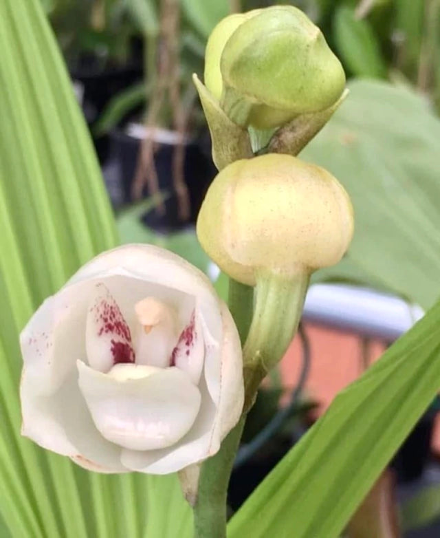 Orquídea Peristeria elata (Orquídea do Espírito Santo) – muda, Flor Branca Perfumada em Formato de Pomba | 1–2 anos para floração