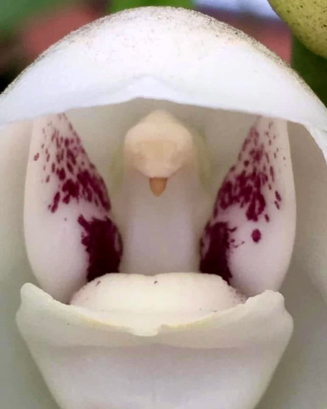 Orquídea Peristeria elata (Orquídea do Espírito Santo) – muda, Flor Branca Perfumada em Formato de Pomba | 1–2 anos para floração