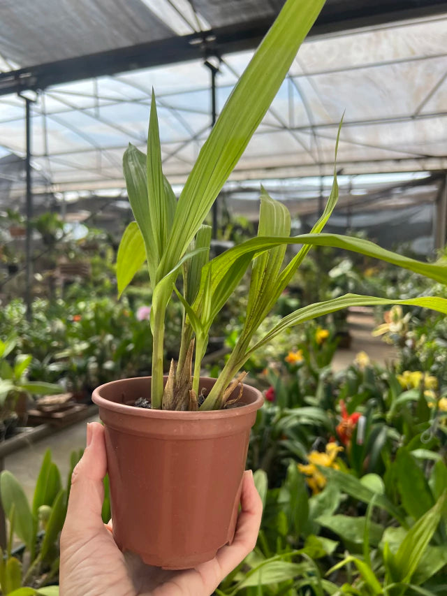 Orquídea Peristeria elata (Orquídea do Espírito Santo) – muda, Flor Branca Perfumada em Formato de Pomba | 1–2 anos para floração