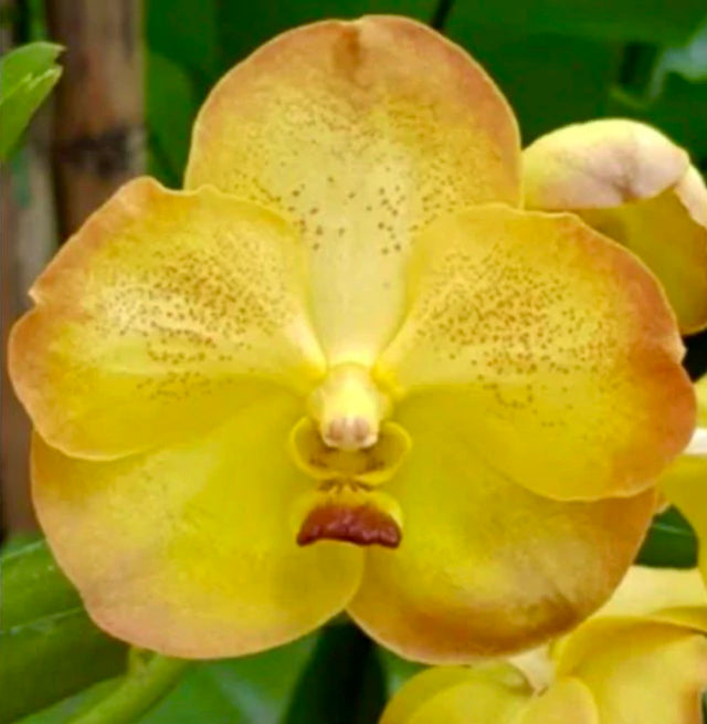 Orquídea Vanda Boonyarit Pastel – Adulta e Importada da Ásia, Flor Perfumada em Tons Suaves