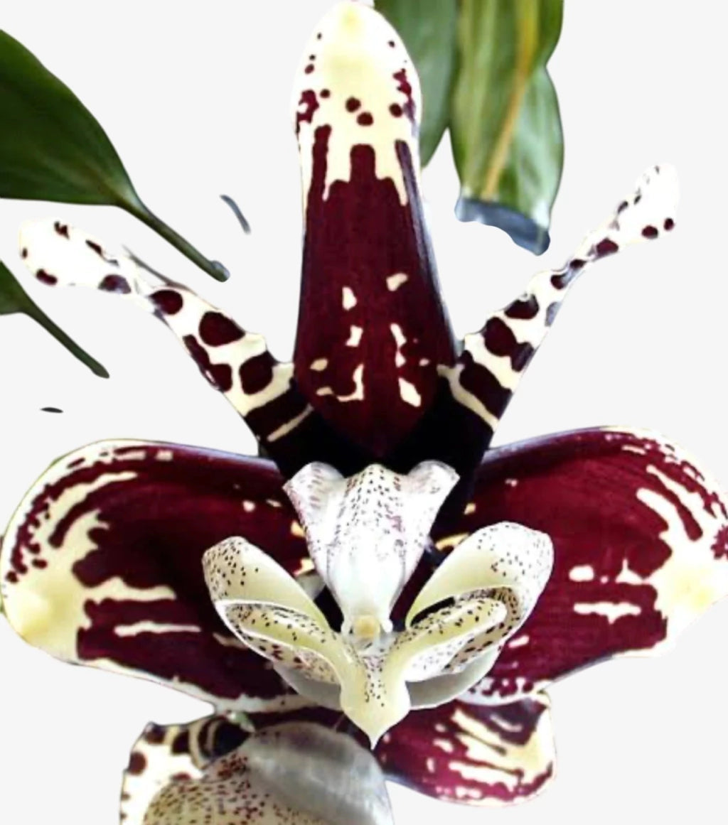 Orquídea Stanhopea Tigrina Nigroviolacea Adulta | Flor Exótica e de Fácil Cultivo!