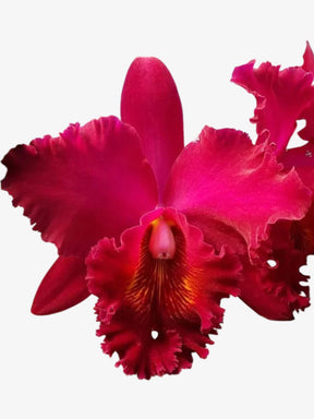 Orquídea Blc. Chia Lin "New City" - Adulta | apta a floração