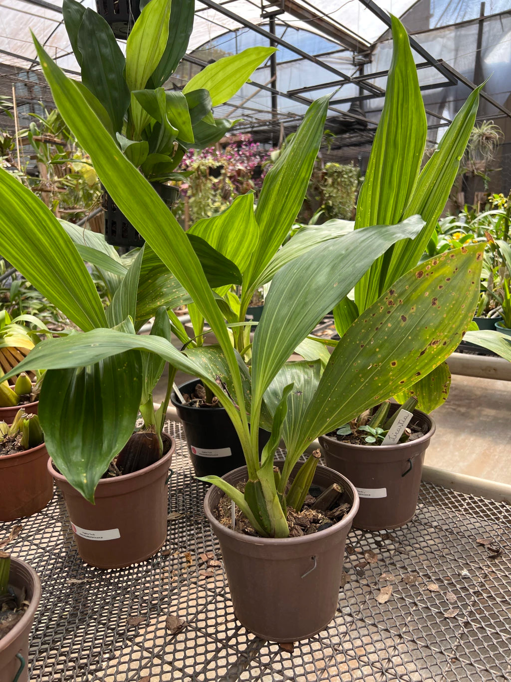 Orquídea Lycaste (Anguloa) Verde – Vaso 20, Adulta e Apta à Floração, Flor em Formato de Tulipa