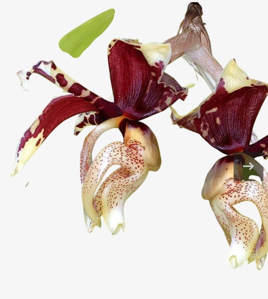 Orquídea Stanhopea Tigrina Nigroviolacea Adulta | Flor Exótica e de Fácil Cultivo!