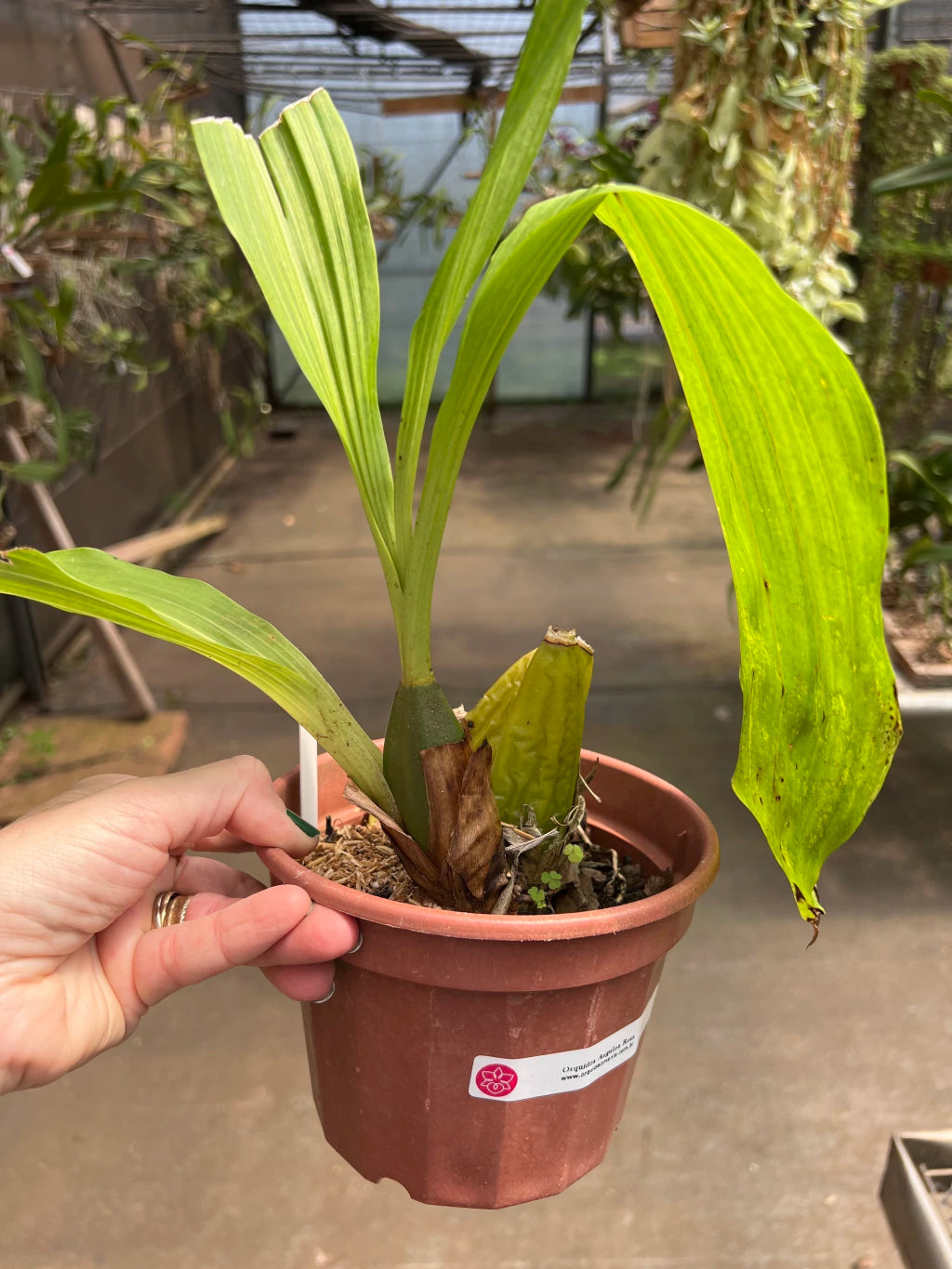 Orquídea Anguloa (Lycaste) Rosa – Adulta e Apta à Floração, Flor em Formato de Tulipa | Em Brotação 10/2025