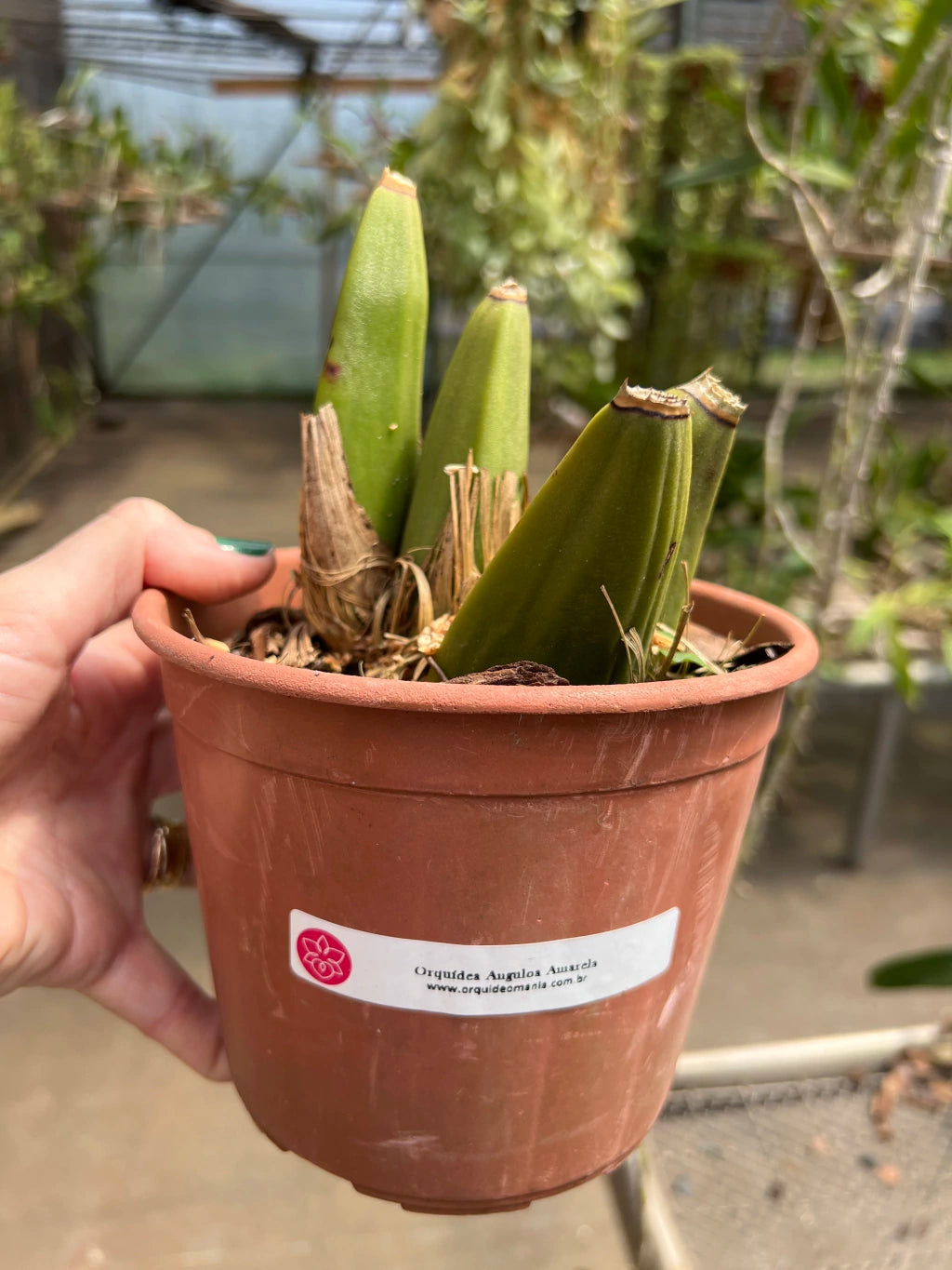 Orquídea Anguloa (Lycaste) Amarela – Adulta e Apta à Floração, Flor em Formato de Tulipa | Em Brotação 10/2025