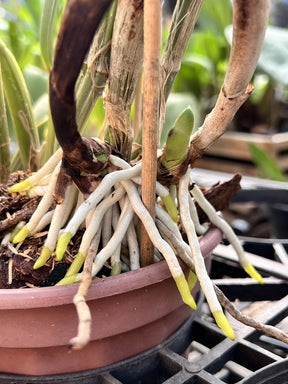 Adubo para Orquídeas e plantas Fortirriza (1 kg) - Todos os Nutrientes que Suas Plantas Precisam!