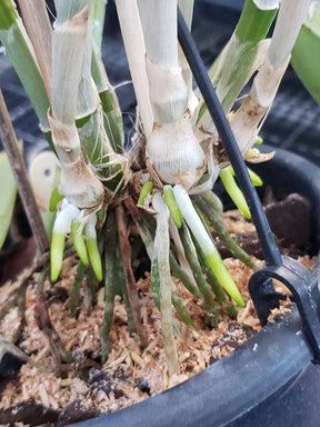 Adubo Fortirriza para Orquídeas e Plantas (500g) - Nutrição Completa para Raízes, Brotos e Floração Saudável