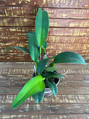 Orquídea Blc. Chia Lin "New City" - Adulta | apta a floração