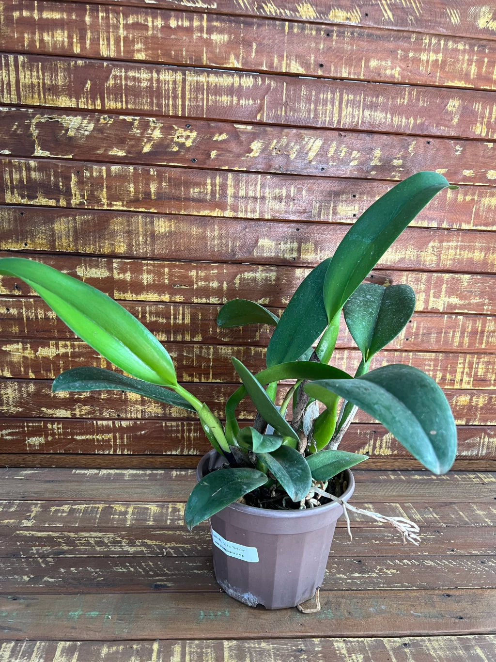 Orquídea Blc. Chia Lin "New City" - Adulta | apta a floração