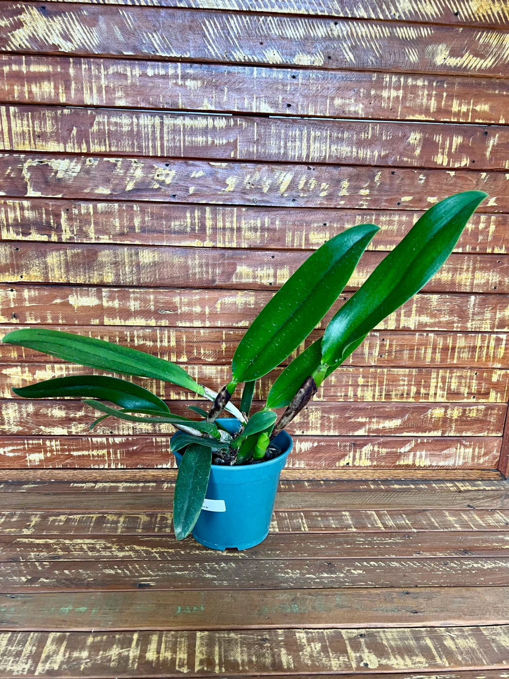 Orquídea Blc Amazing Thailand - Adulta Flor Exuberante