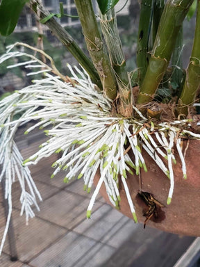 Adubo para Orquídeas e plantas Fortirriza (1 kg) - Todos os Nutrientes que Suas Plantas Precisam!