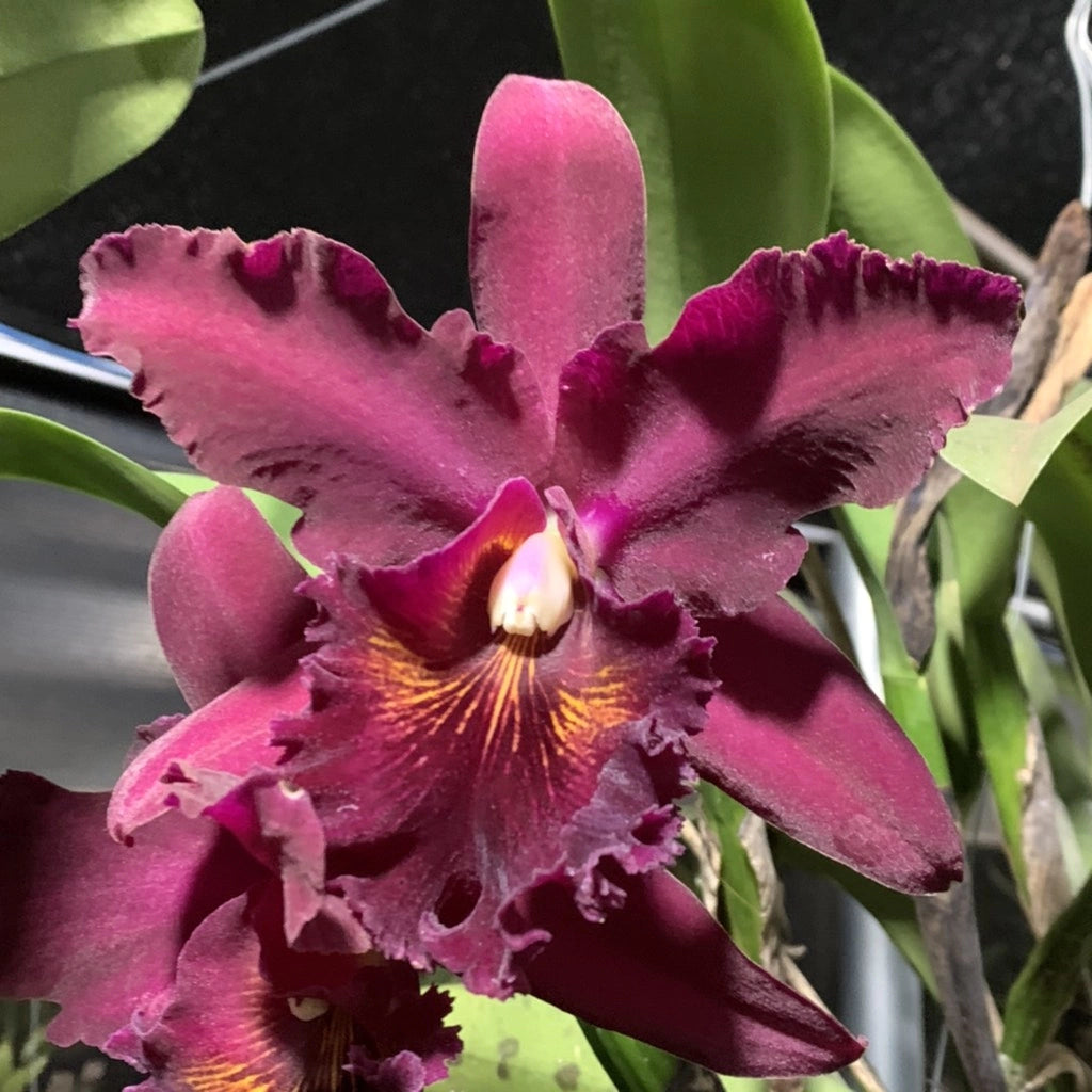 Orquídea Blc. Chia Lin "New City" - Adulta | apta a floração