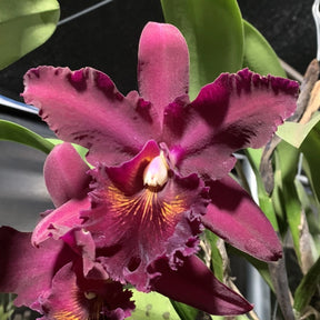 Orquídea Blc. Chia Lin "New City" - Adulta | apta a floração