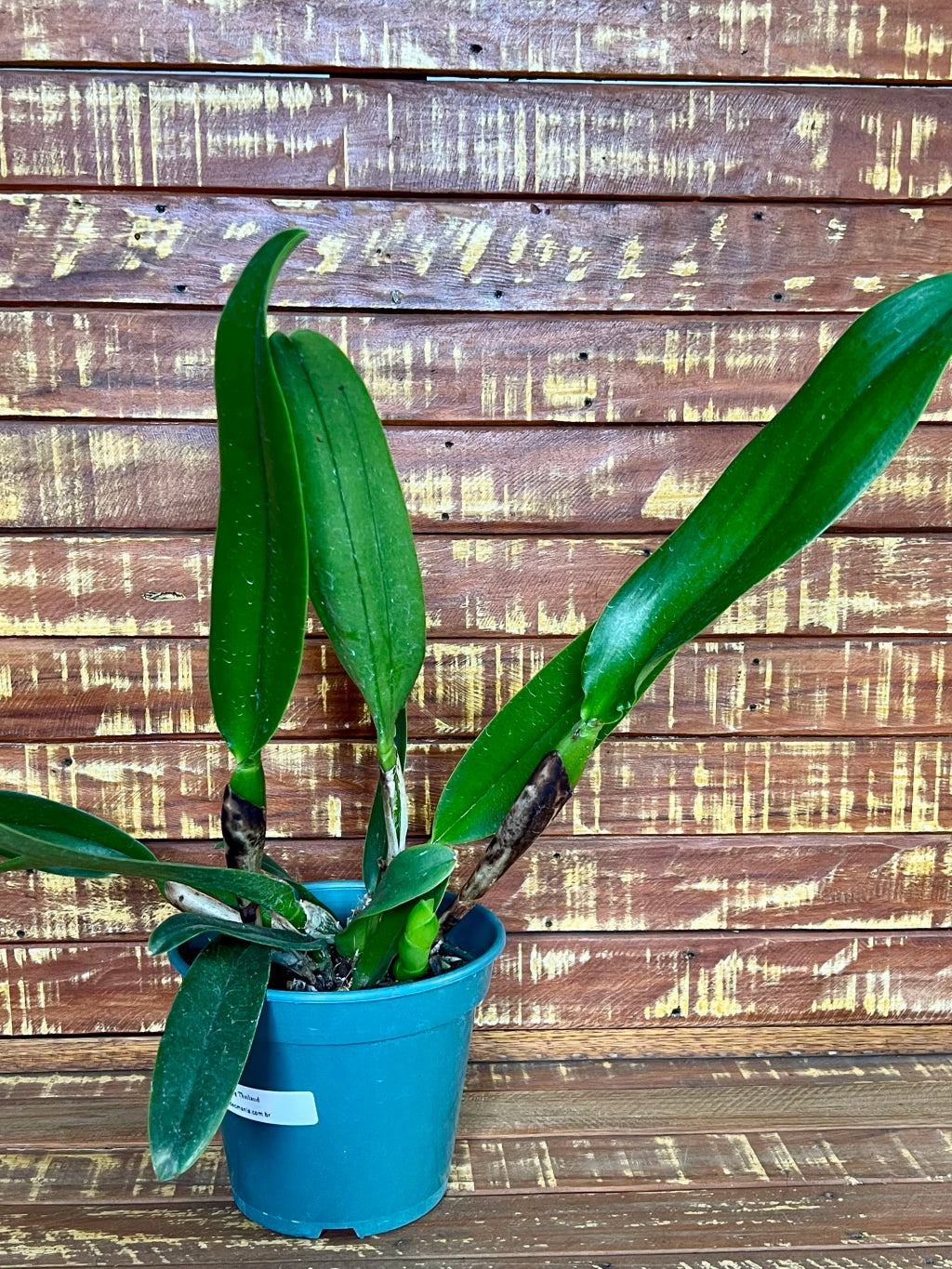 Orquídea Blc Amazing Thailand - Adulta Flor Exuberante