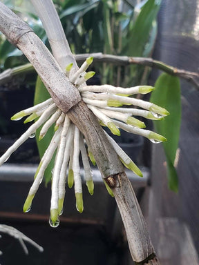 Adubo para Orquídeas e plantas Fortirriza (1 kg) - Todos os Nutrientes que Suas Plantas Precisam!