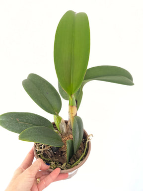 Orquídea Blc. Chia Lin "New City" - Adulta | apta a floração