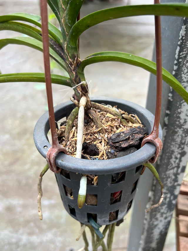 Adubo Orgânico Fortirriza + CÁLCIO 120 g – Raízes Fortes, Vegetal Saudável | Ideal para Orquídeas com Raízes Aéreas