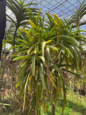 Adubo Orgânico Fortirriza + CÁLCIO 1 Kg – Raízes Fortes, Vegetal Saudável | Ideal para Orquídeas com Raízes Aéreas