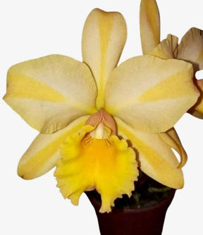 Orquídea Cattleya Gisele Bundchen – com Espata em 28/11/2025, Flor Elegante e Perfumada