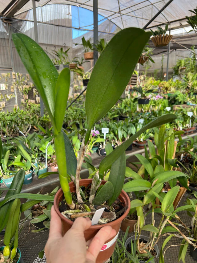Orquídea Cattleya Gisele Bundchen – com Espata em 28/11/2025, Flor Elegante e Perfumada
