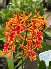 Orquídea Cattleya (Guarianthe) aurantiaca ‘Mishima Sport’ × Epicattleya Volcano Trick – Flor Vibrante | Algumas com Espata em 04/02/2026