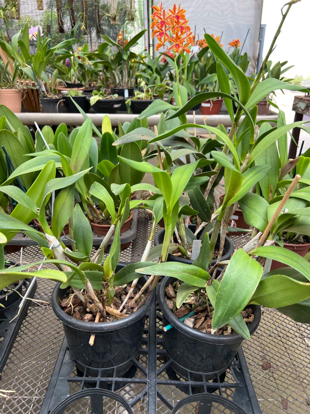 Orquídea Cattleya (Guarianthe) aurantiaca ‘Mishima Sport’ × Epicattleya Volcano Trick – Flor Vibrante | Algumas com Espata em 04/02/2026