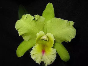 Orquídea Magic Meadow Naoleon × C. guttata – Adulta, Já Deu Flor em 2025 | Flor Pintalgada Perfumada