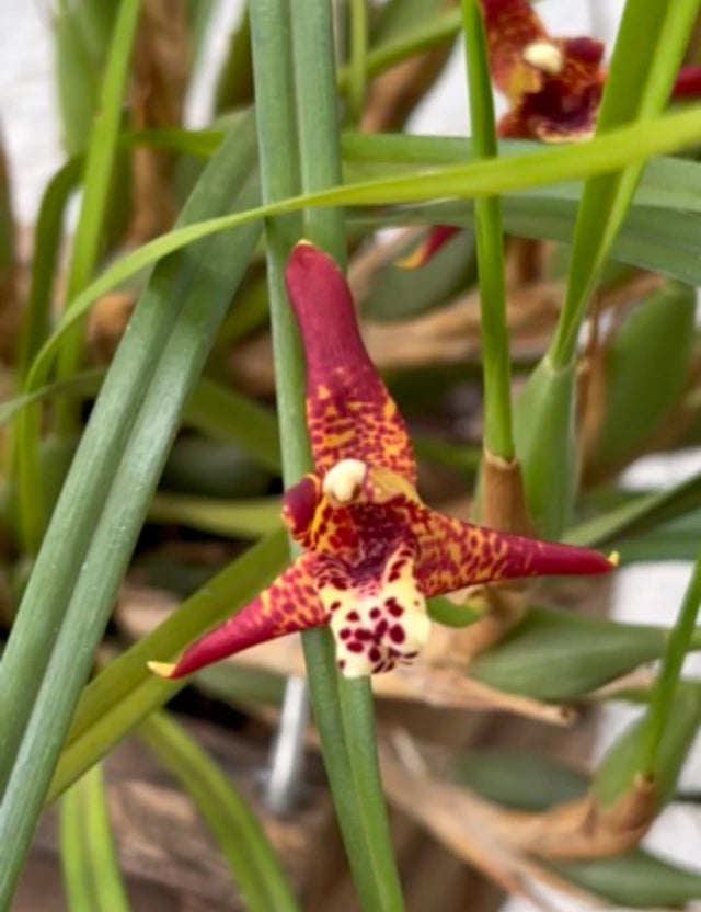Orquídea Maxillaria tenuifolia – Flor com Cheiro de Coco, em Flor em 20/11/2025