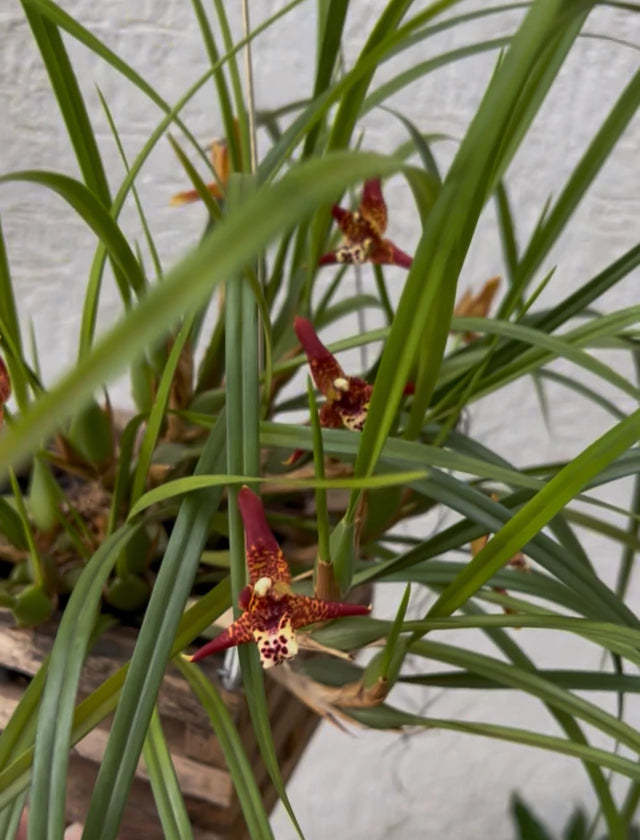 Orquídea Maxillaria tenuifolia – Flor com Cheiro de Coco, em Flor em 20/11/2025