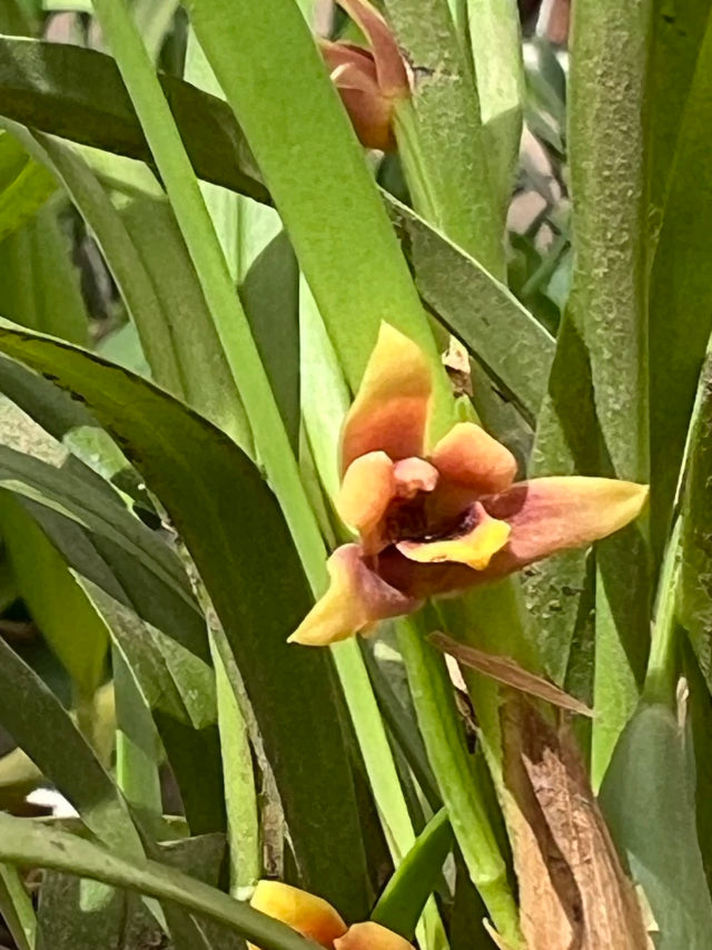 Orquídea Maxillaria variabilis Red × Yellow – Algumas com Flor em 05/11/2025, Perfumada e Compacta