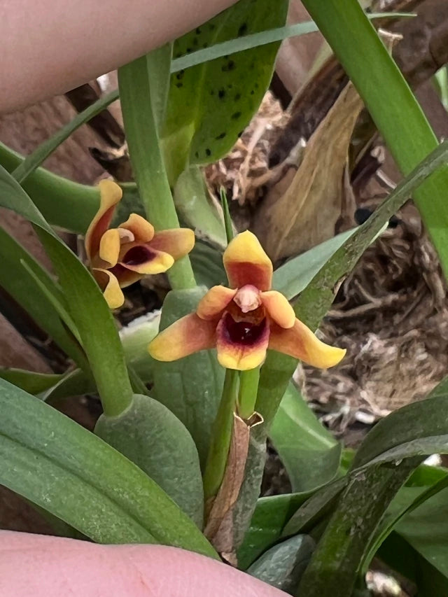 Orquídea Maxillaria variabilis Red × Yellow – Algumas com Flor em 05/11/2025, Perfumada e Compacta