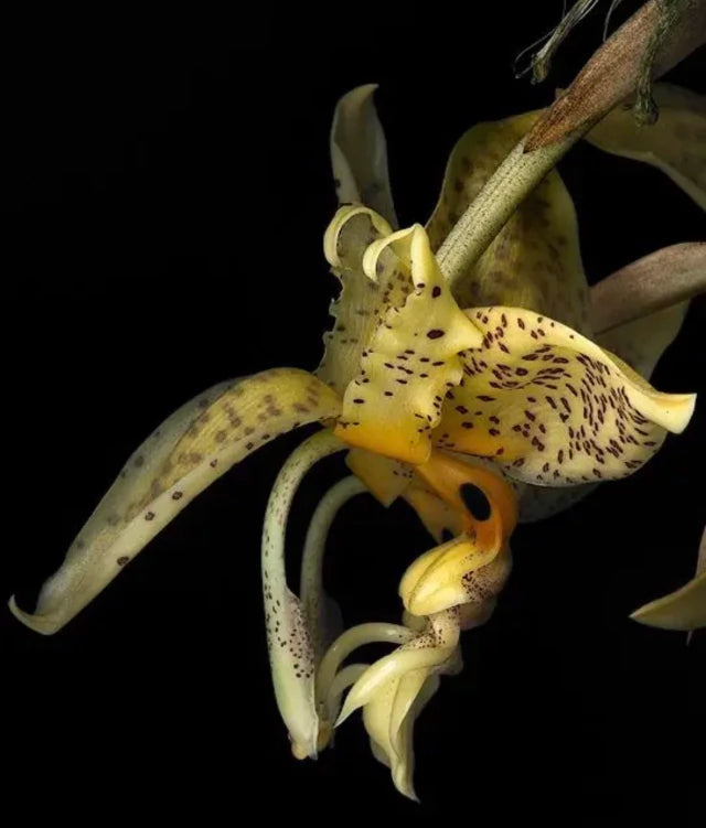 Orquídea Stanhopea costaricensis – Adulta e Apta à Floração, Flor Perfumada em Cachos Pendentes