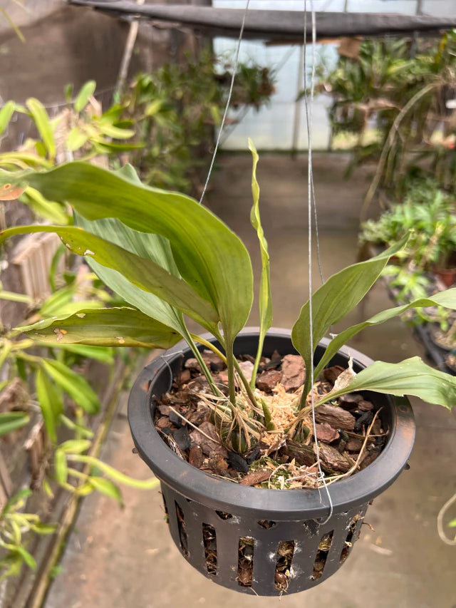 Orquídea Stanhopea costaricensis – Adulta e Apta à Floração, Flor Perfumada em Cachos Pendentes