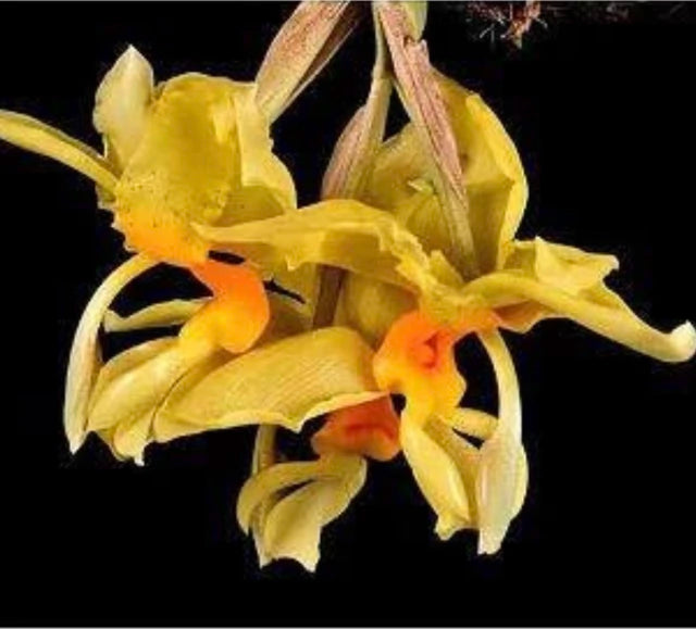 Orquídea Stanhopea graveolens – Adulta e Apta à Floração, Flor Perfumada em Cachos Pendentes