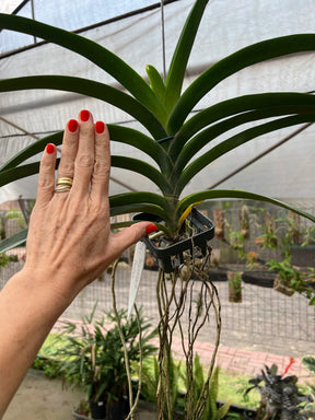 Orquídea Vanda Boonyarit Pastel – Adulta e Importada da Ásia, Flor Perfumada em Tons Suaves